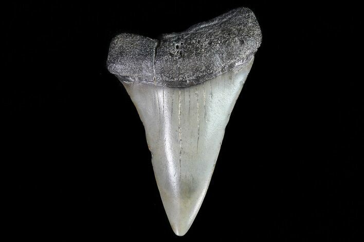 Fossil Mako Shark Tooth - Georgia #75082